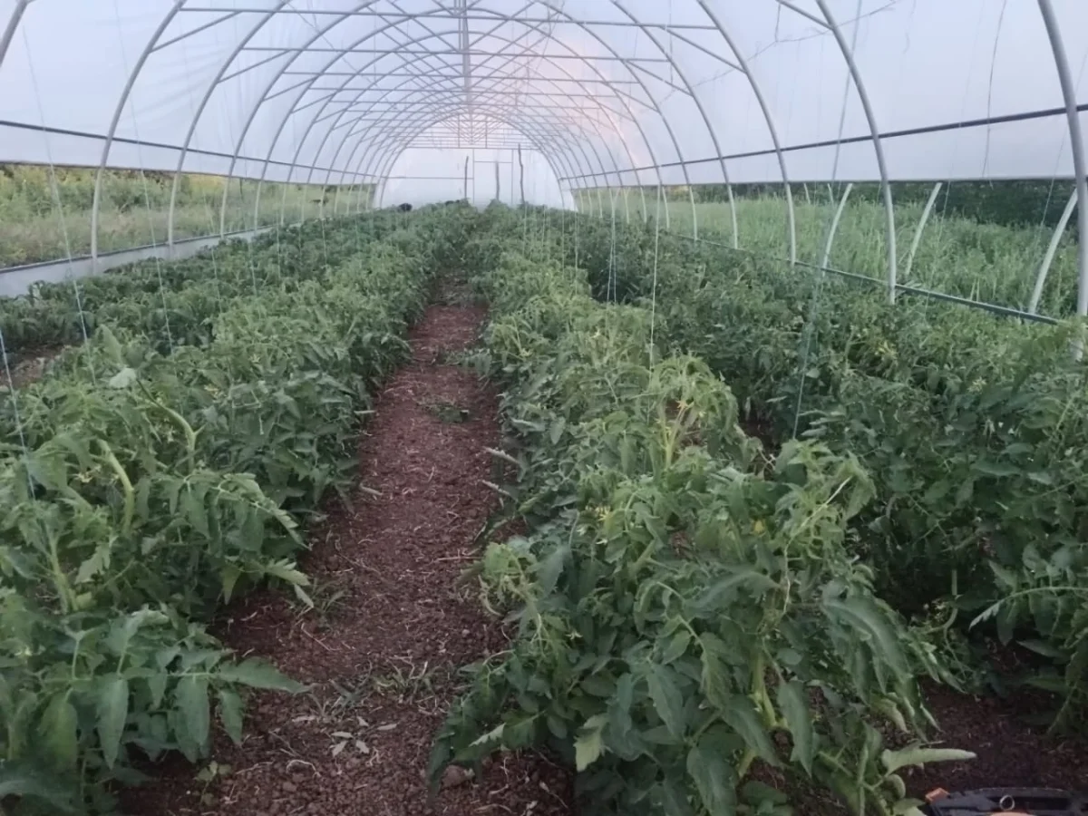 პომიდვრის სათბური